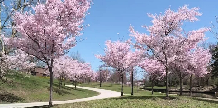 Downtown Akron Sakura Festival (Lock 3 Park) | Japanese-City.com