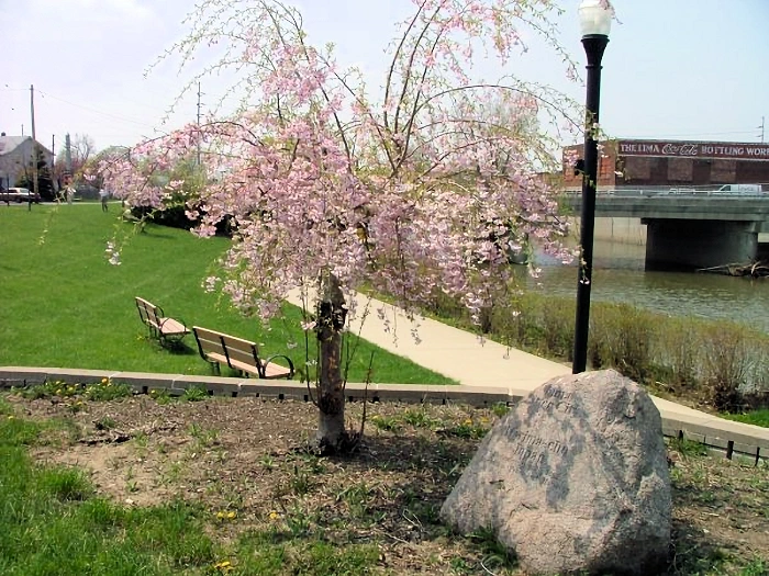 2024 Annual Cherry Blossom Festival Event at Lima Japanese Garden (Live Music, Crafts, Games, and Activities)