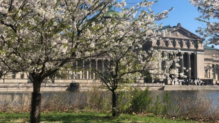 Jackson Park - Cherry Blossom Celebration (Hanami Sakura) | Japanese-City.com