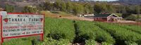 Japanese events festivals Strawberries, Strawberries, Strawberries!  2014 Strawberry Tours Are Back (March-June) - Tanaka Farms