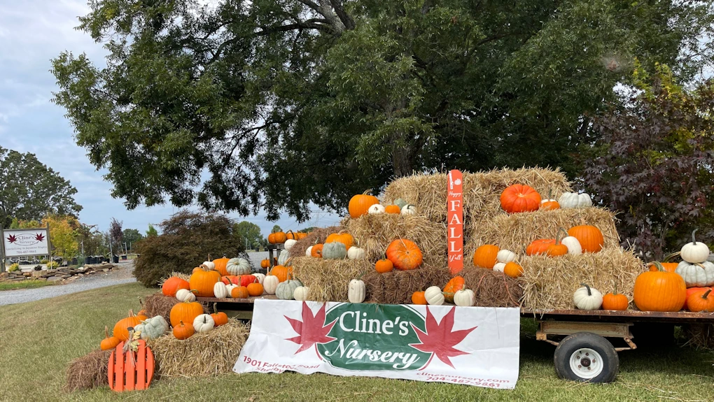 Cline's Nursery | Japanese-City.com