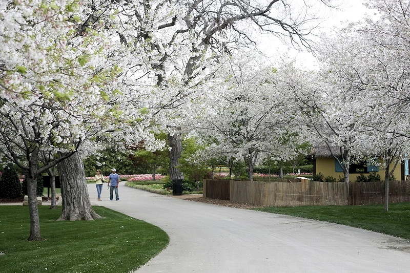 Dallas Arboretum and Botanical Garden (with Japanese Garden) | Japanese-City.com