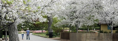 Dallas Arboretum and Botanical Garden (with Japanese Garden) 