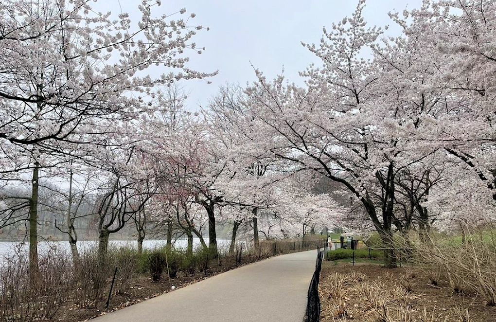 Essex County Branch Brook Park  | Japanese-City.com