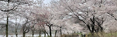 Essex County Branch Brook Park  